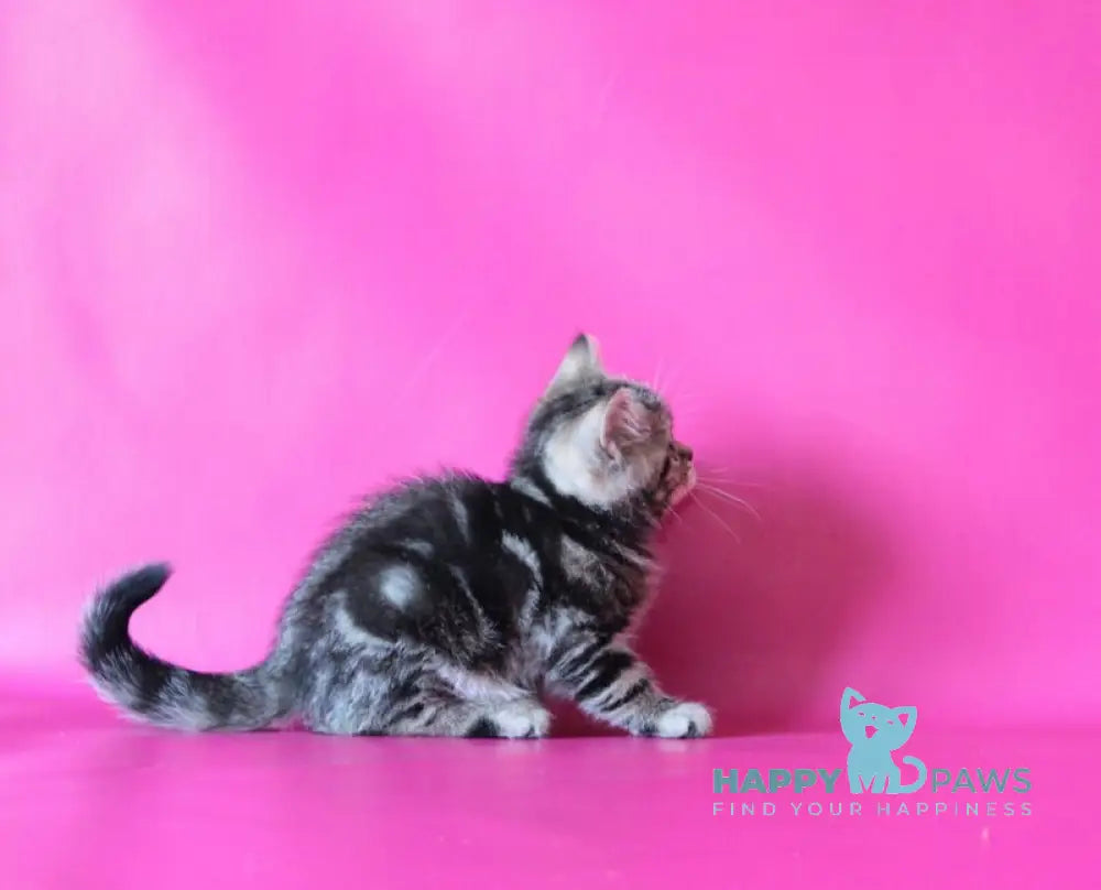 Jason Scottish Straight male black tabby live animals