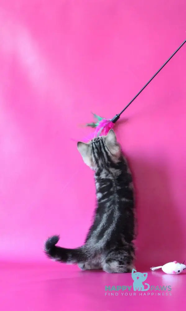 Jason Scottish Straight male black tabby live animals