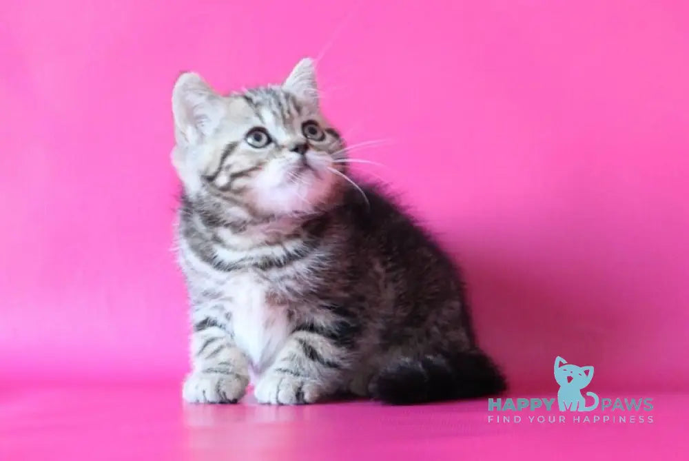 Jason Scottish Straight male black tabby live animals