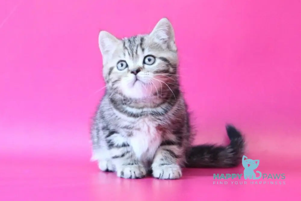 Jason Scottish Straight male black tabby live animals