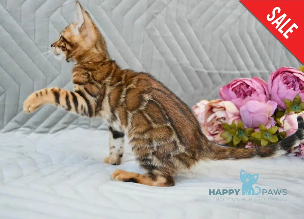 Jasper Bengal male black spotted tabby live animals