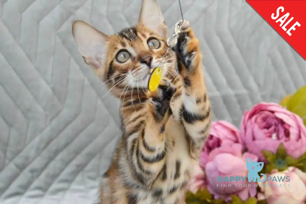 Jasper Bengal male black spotted tabby live animals