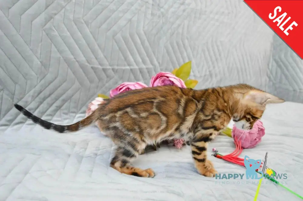 Jasper Bengal male black spotted tabby live animals