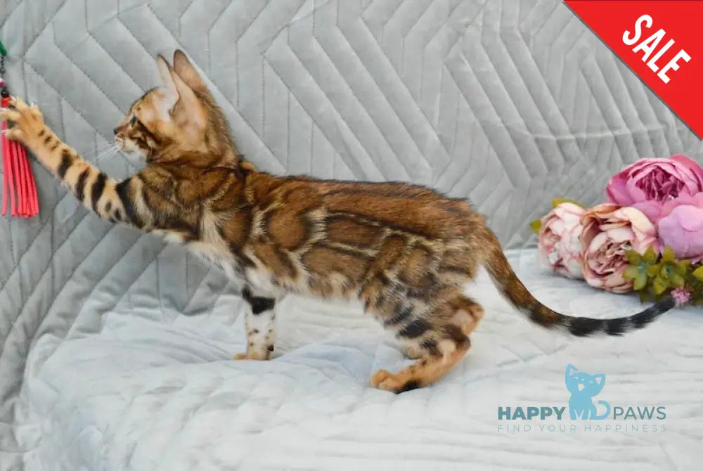 Jasper Bengal male black spotted tabby live animals