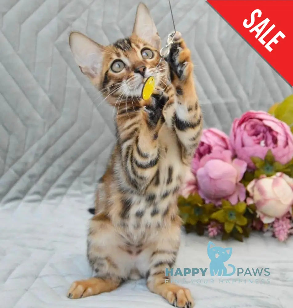 Jasper Bengal male black spotted tabby live animals