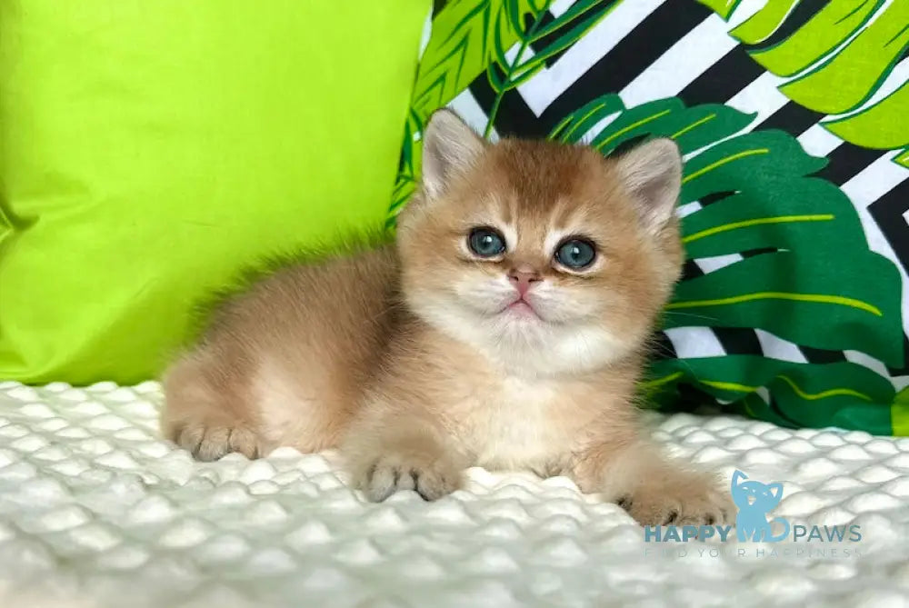 Jasper British Shorthair male black golden shaded live animals