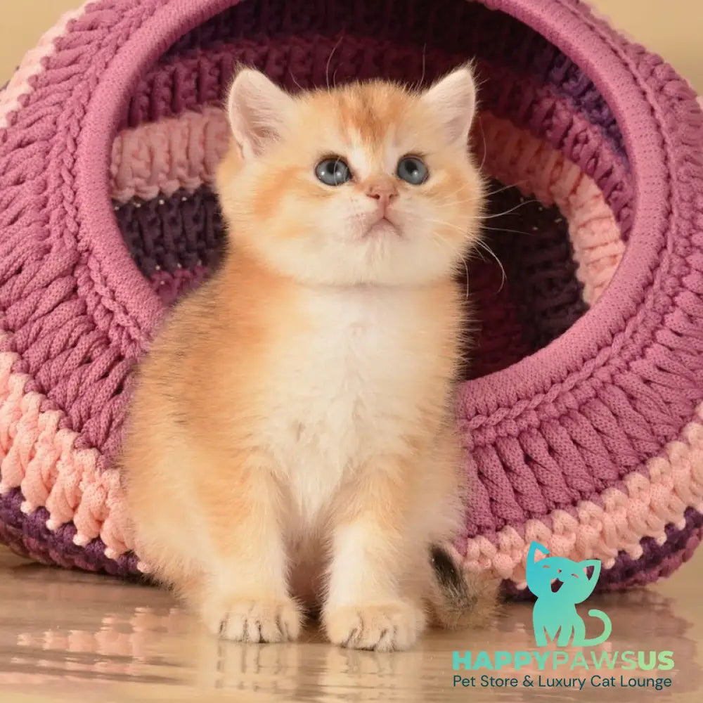 Jasper British Shorthair male black golden shaded - live animals