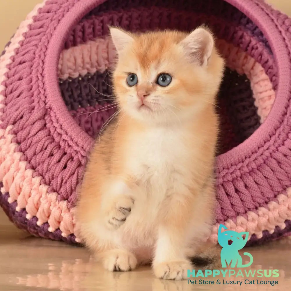 Jasper British Shorthair male black golden shaded - live animals