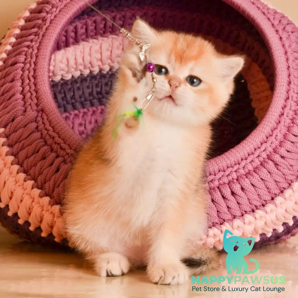 Jasper British Shorthair male black golden shaded - live animals