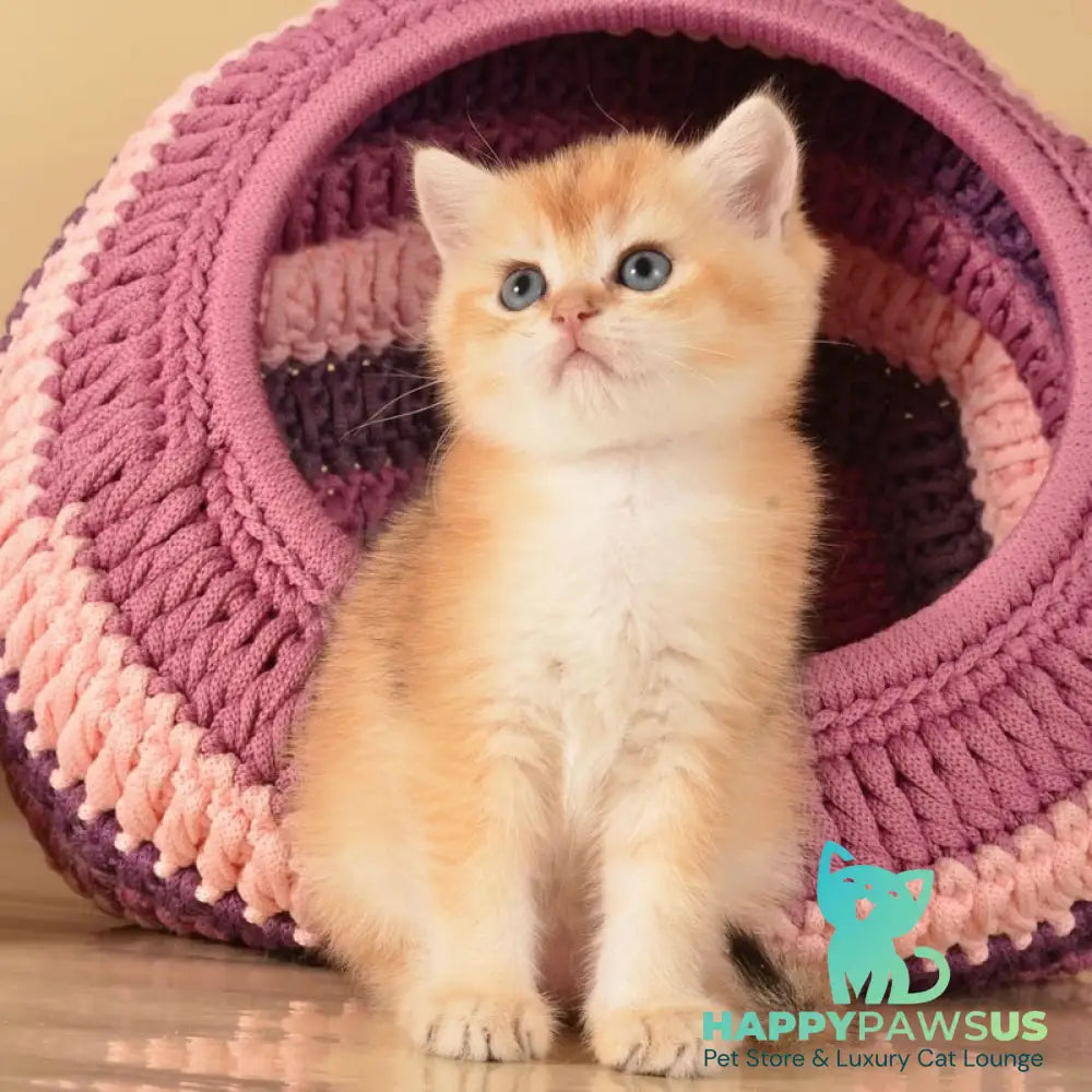 Jasper British Shorthair male black golden shaded - live animals