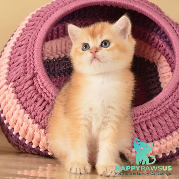 Jasper British Shorthair male black golden shaded - live animals