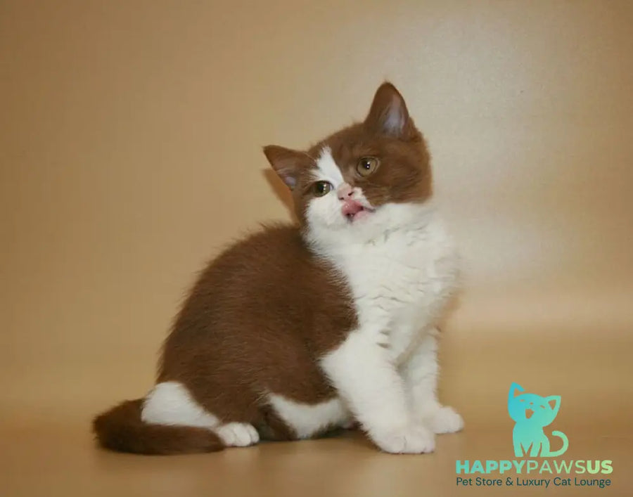 Jasper British Shorthair male cinnamon bicolour - live animals