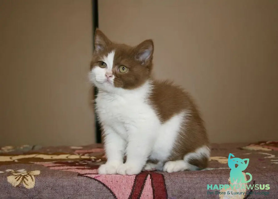 Jasper British Shorthair male cinnamon bicolour - live animals
