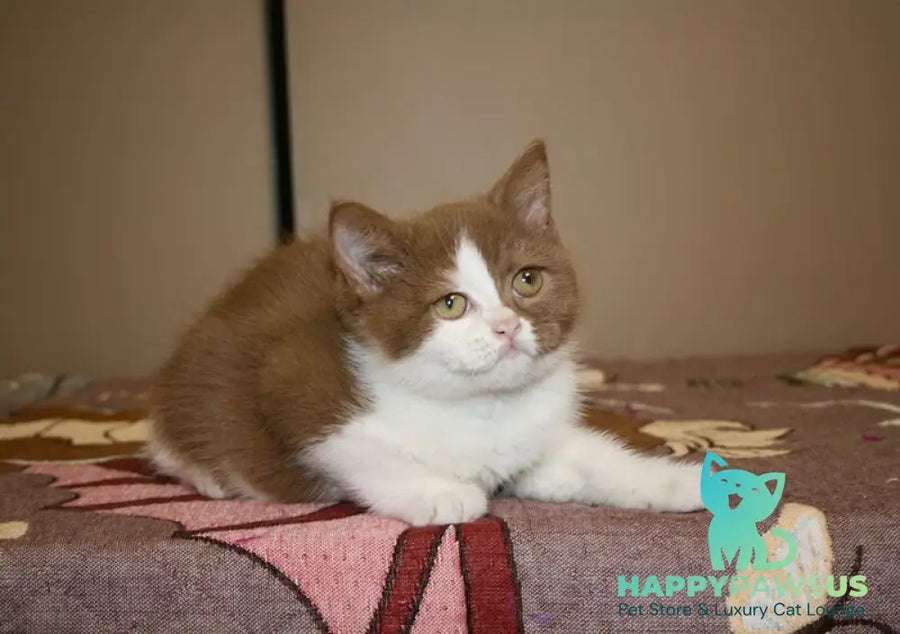 Jasper British Shorthair male cinnamon bicolour - live animals