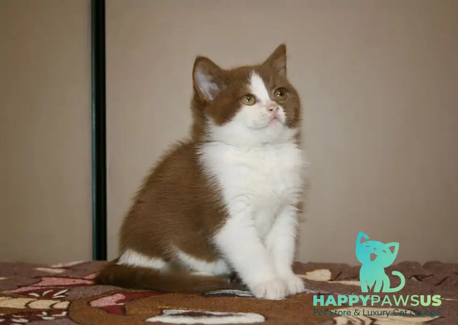 Jasper British Shorthair male cinnamon bicolour - live animals