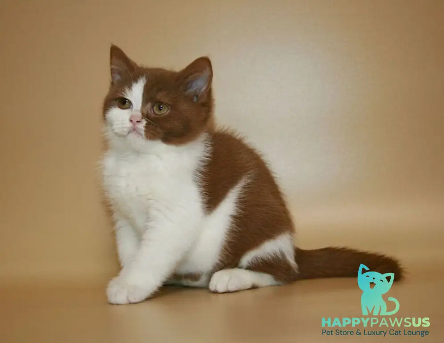 Jasper British Shorthair male cinnamon bicolour - live animals