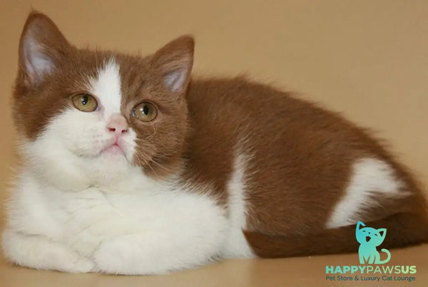 Jasper British Shorthair male cinnamon bicolour - live animals