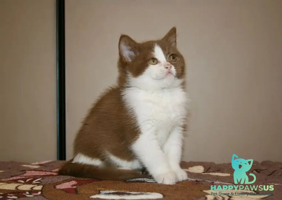 Jasper British Shorthair male cinnamon bicolour - live animals