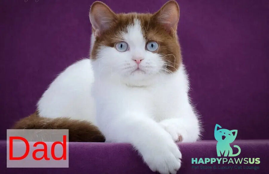 Jasper British Shorthair male cinnamon bicolour - live animals