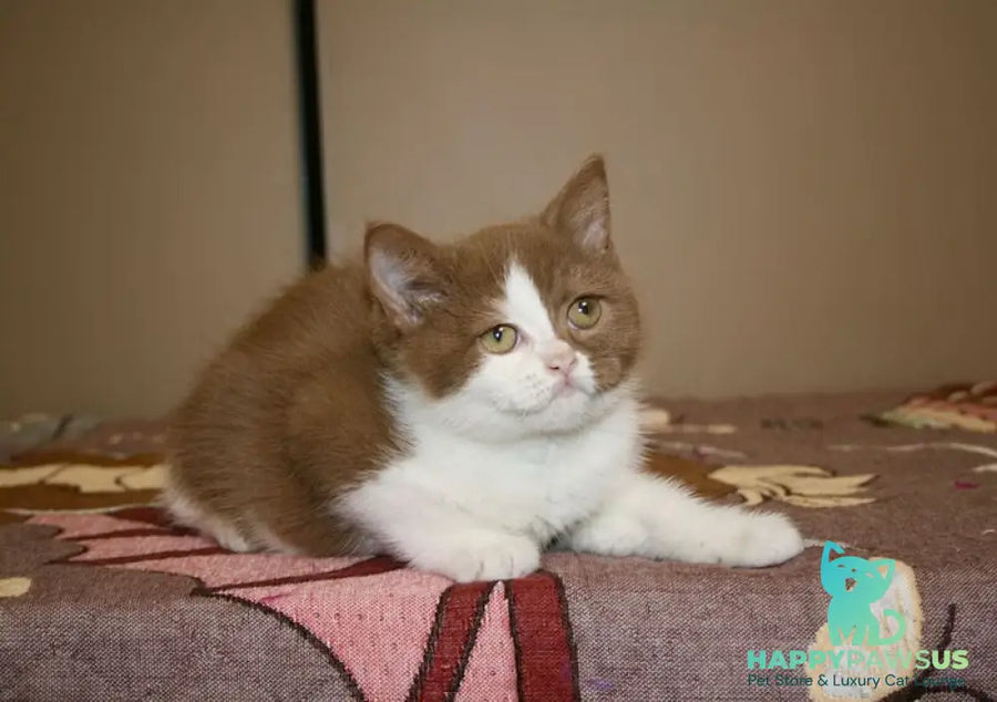 Jasper British Shorthair male cinnamon bicolour - live animals