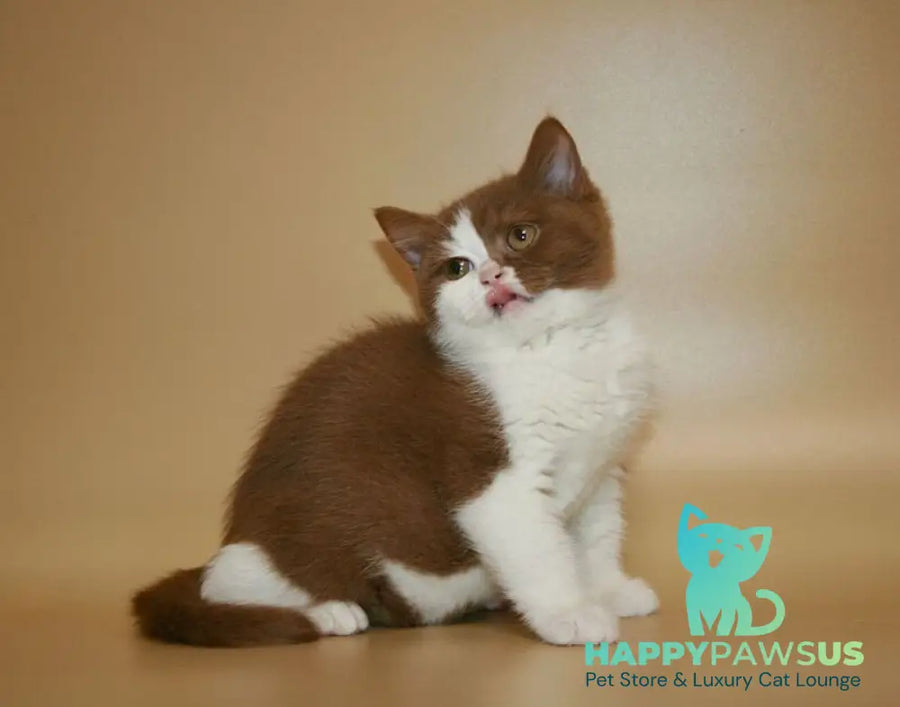 Jasper British Shorthair male cinnamon bicolour - live animals