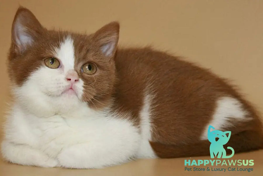 Jasper British Shorthair male cinnamon bicolour - live animals