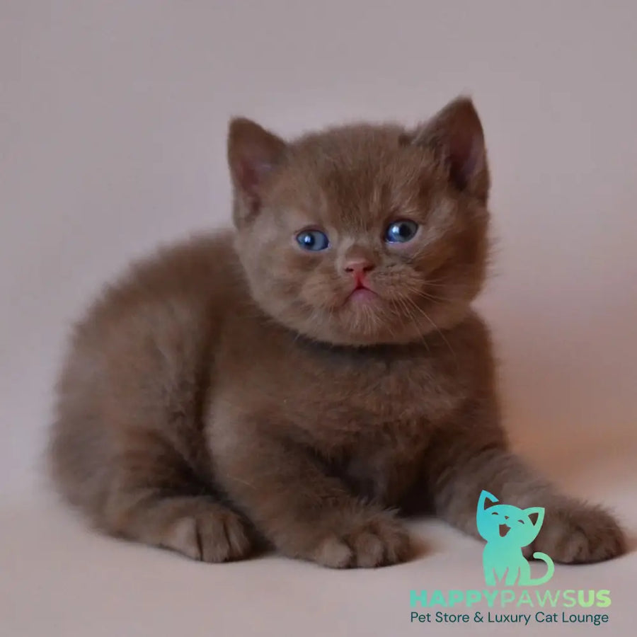 Jasper British Shorthair male cinnamon - live animals