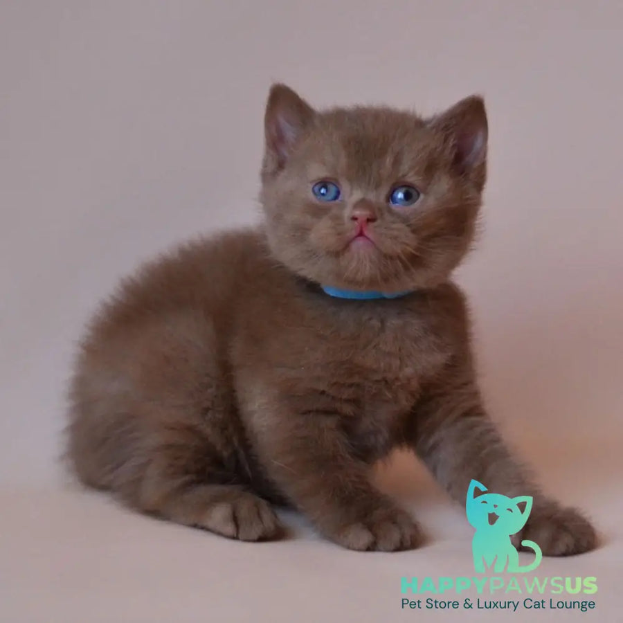 Jasper British Shorthair male cinnamon - live animals