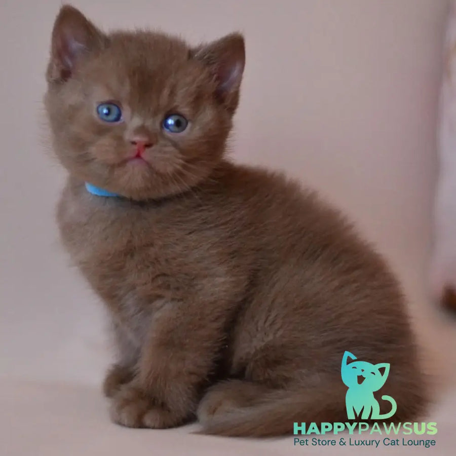 Jasper British Shorthair male cinnamon - live animals