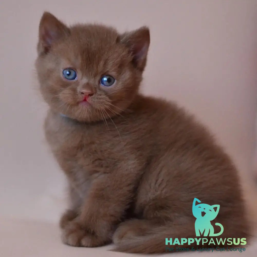 Jasper British Shorthair male cinnamon - live animals