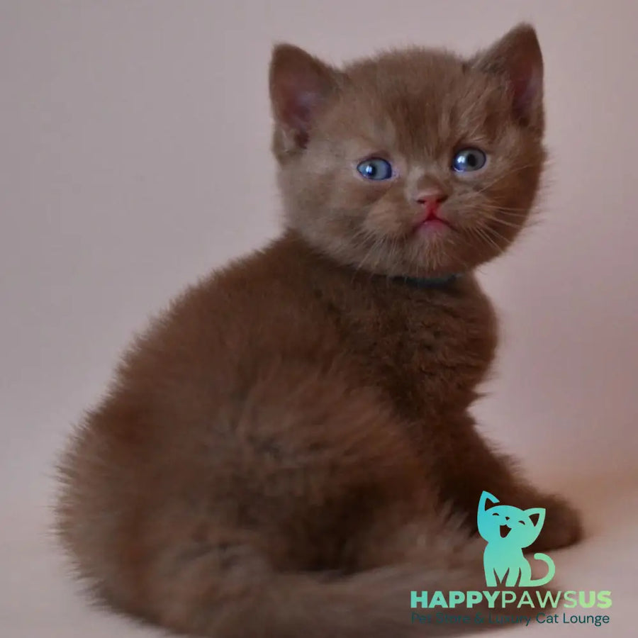 Jasper British Shorthair male cinnamon - live animals