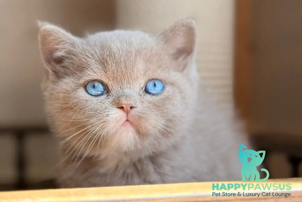 Jasper British Shorthair male lilac with white - live animals