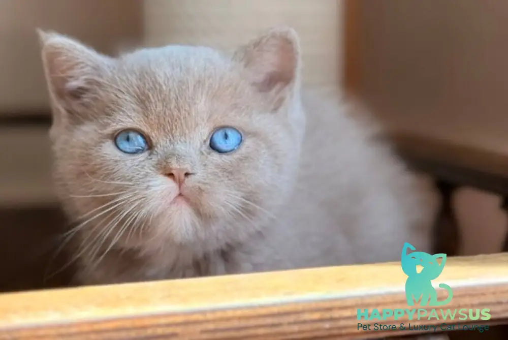 Jasper British Shorthair male lilac with white - live animals