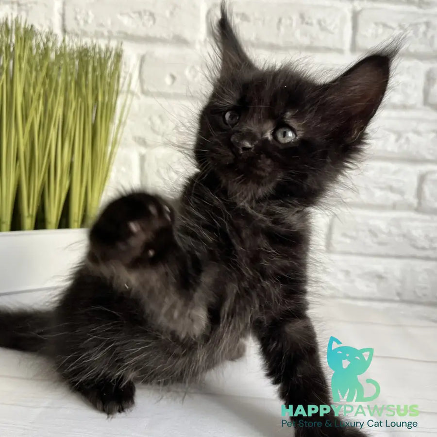Jasper Maine Coon male black - live animals