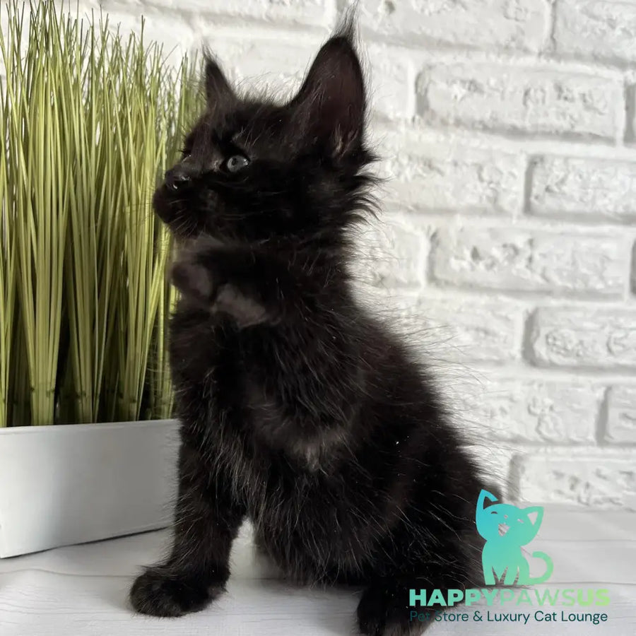 Jasper Maine Coon male black - live animals
