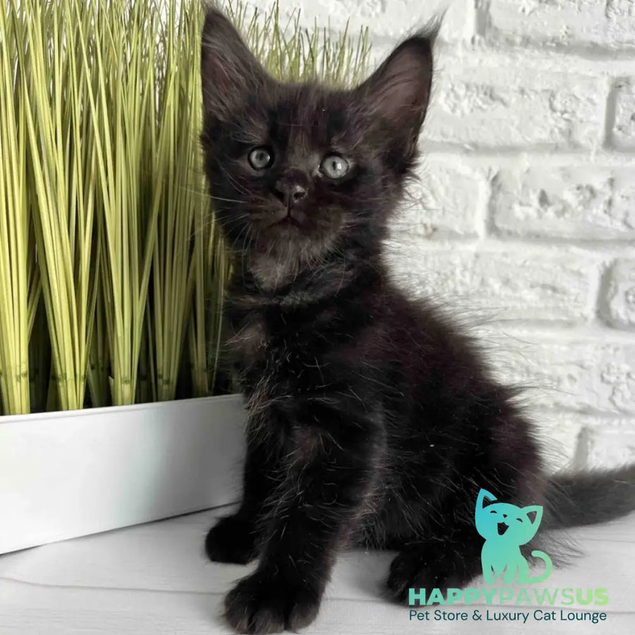 Jasper Maine Coon male black - live animals