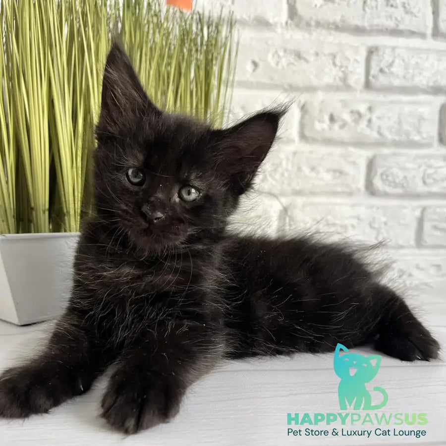 Jasper Maine Coon male black - live animals
