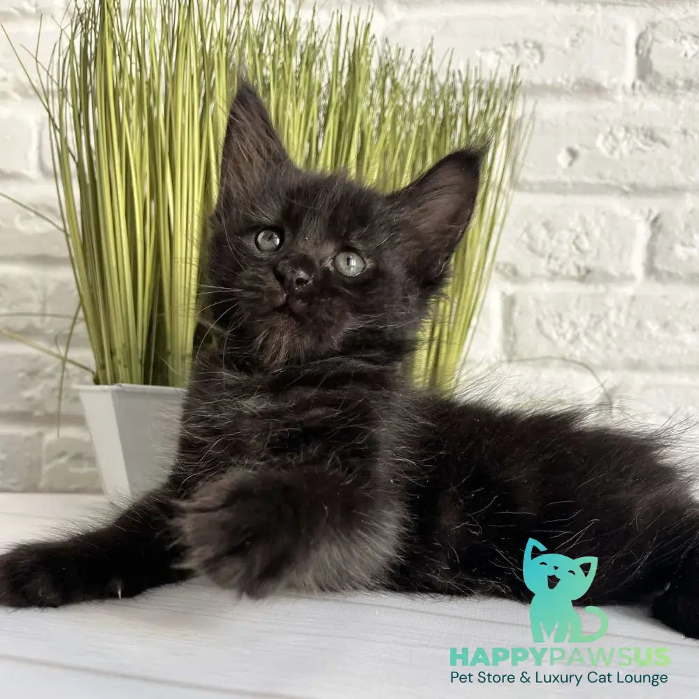 Jasper Maine Coon male black - live animals