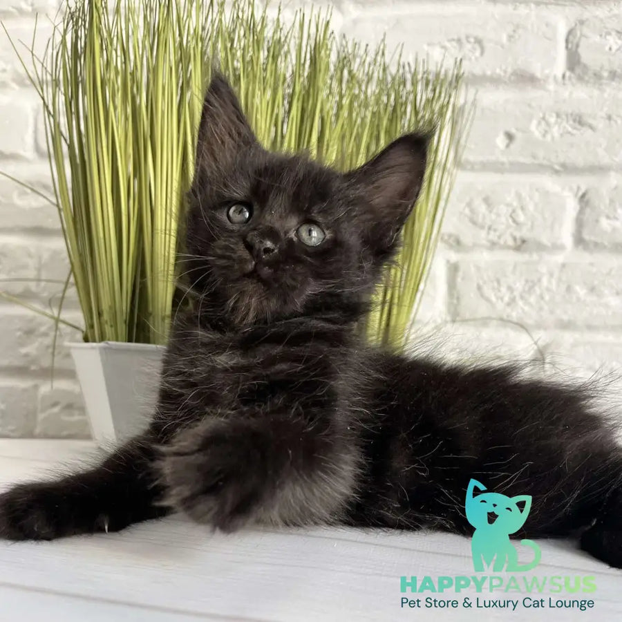 Jasper Maine Coon male black - live animals