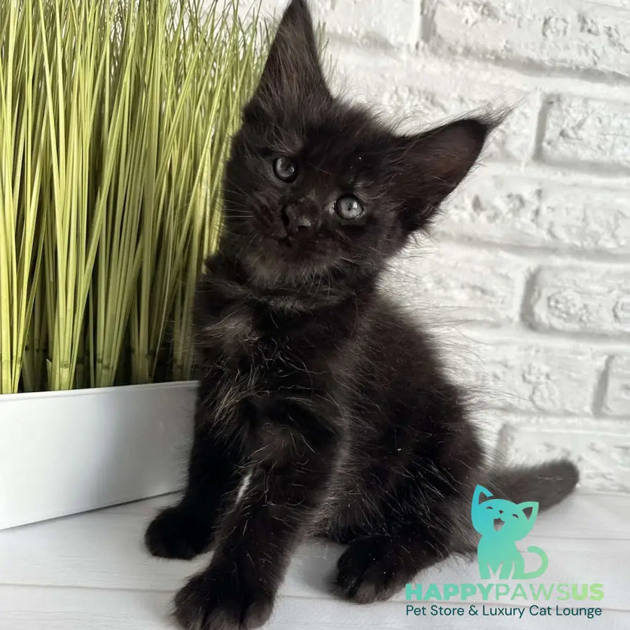 Jasper Maine Coon male black - live animals