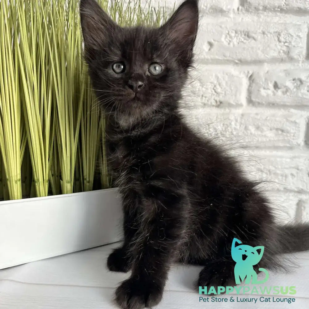 Jasper Maine Coon male black - live animals