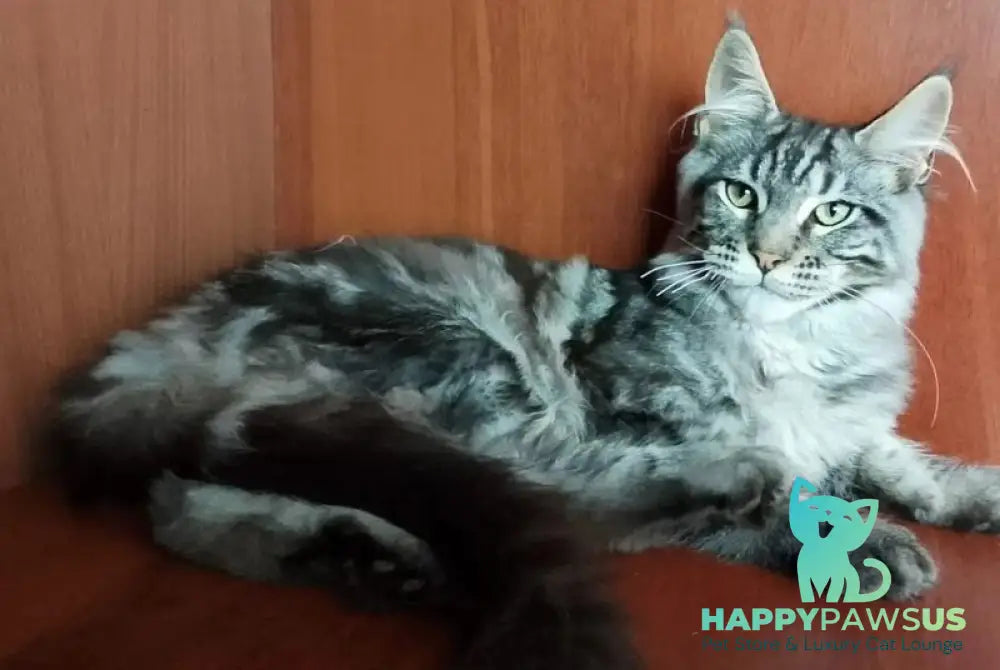 Jasper Maine Coon male black silver tabby - live animals