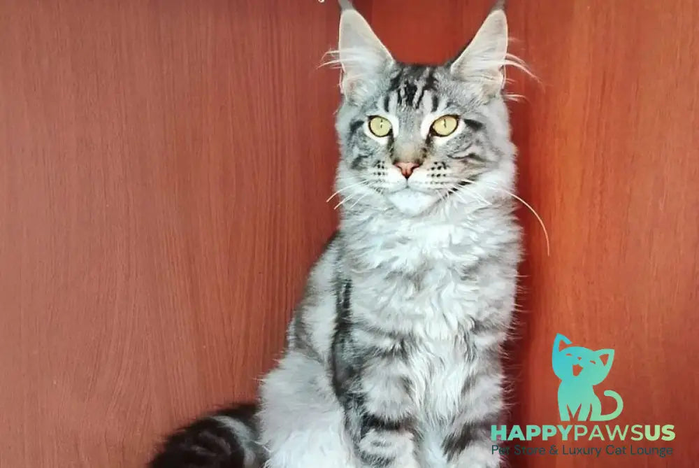 Jasper Maine Coon male black silver tabby - live animals