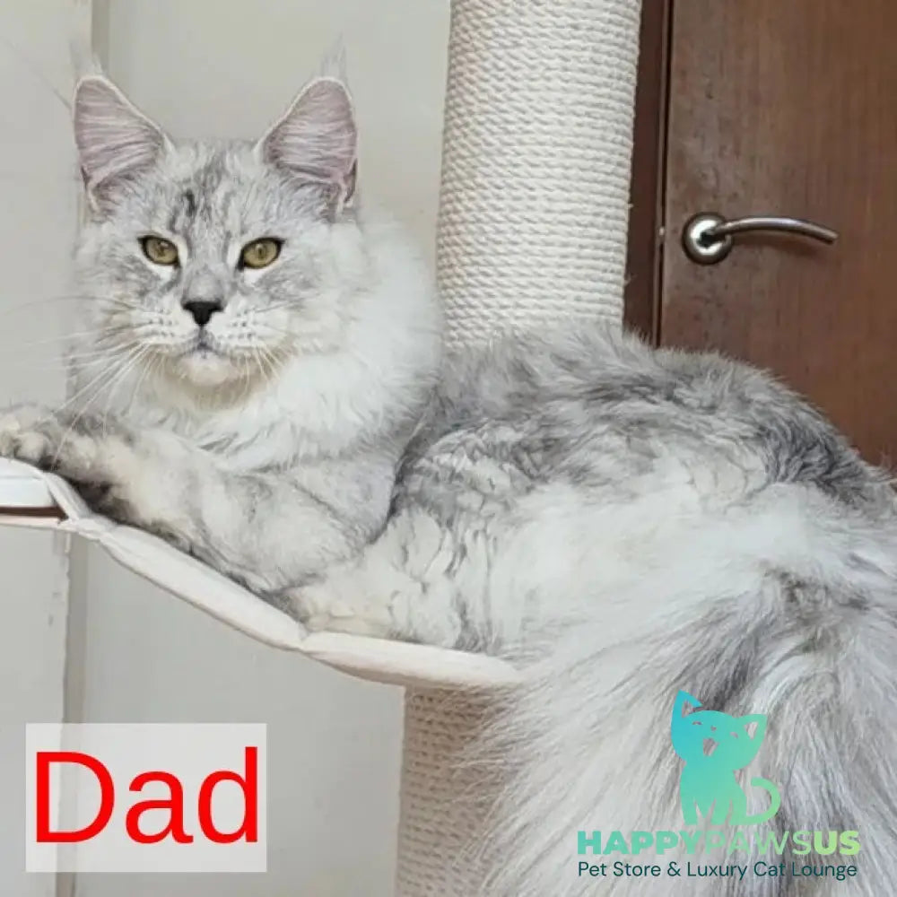 Jasper Maine Coon male blue silver ticked tabby - live animals