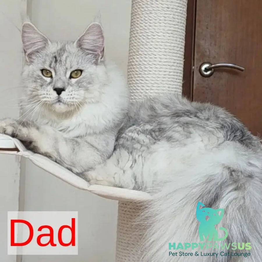Jasper Maine Coon male blue silver ticked tabby - live animals