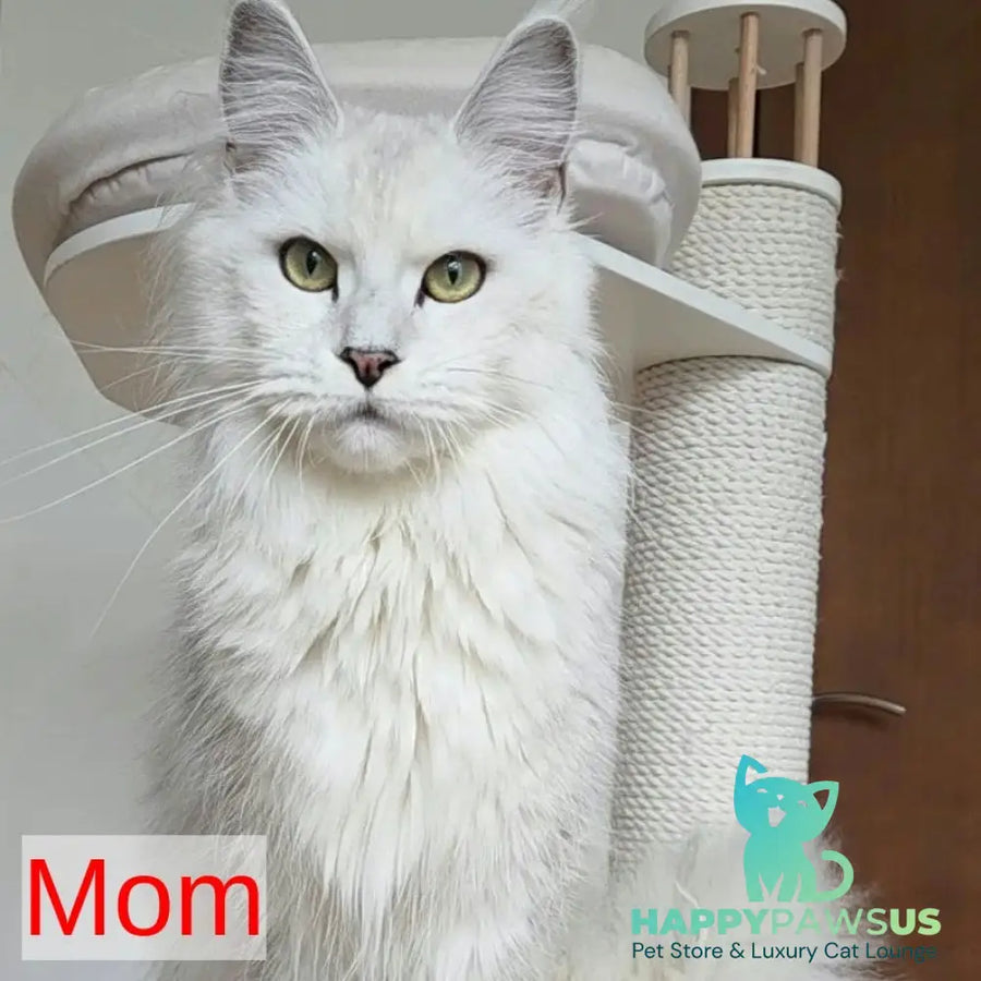 Jasper Maine Coon male blue silver ticked tabby - live animals