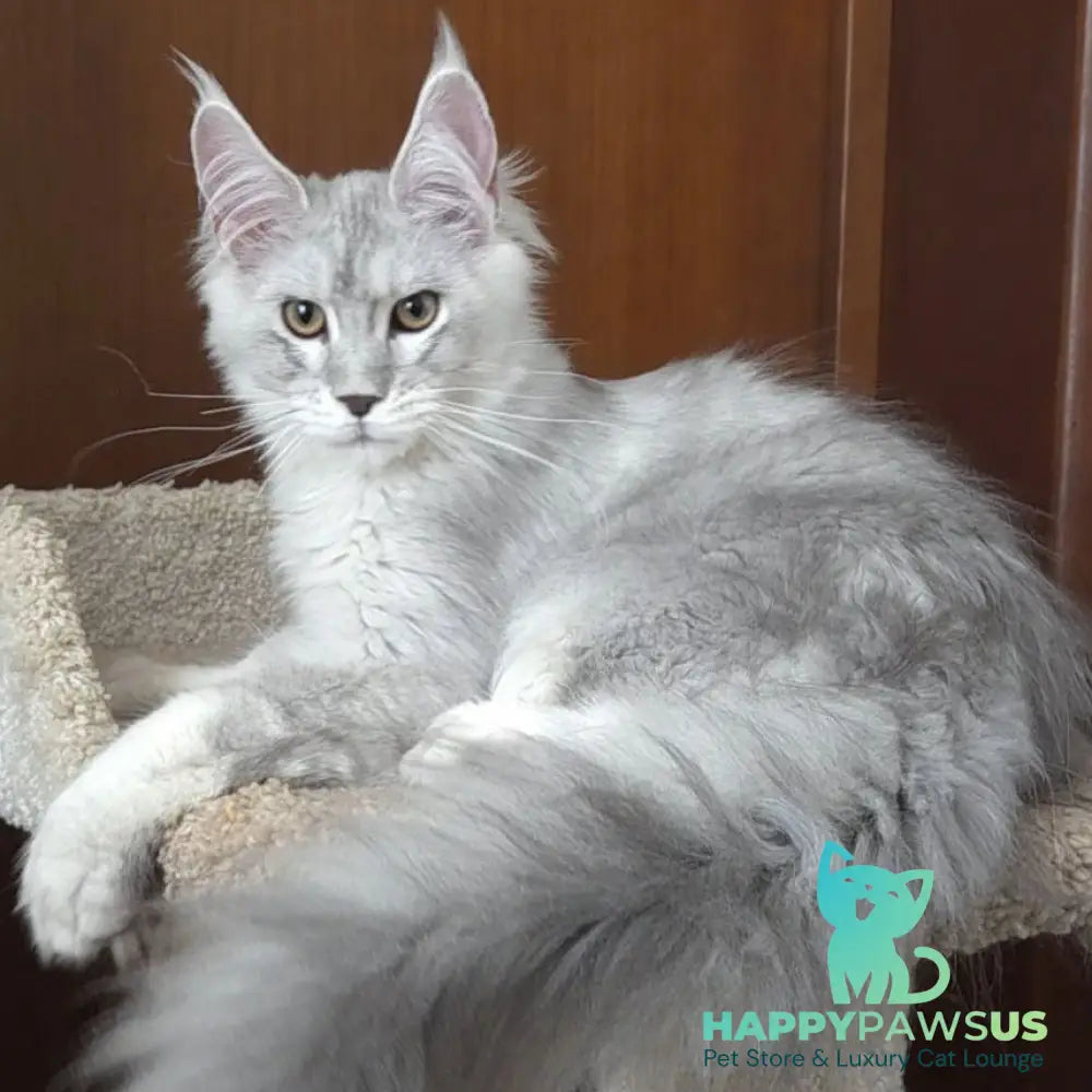 Jasper Maine Coon male blue silver ticked tabby - live animals