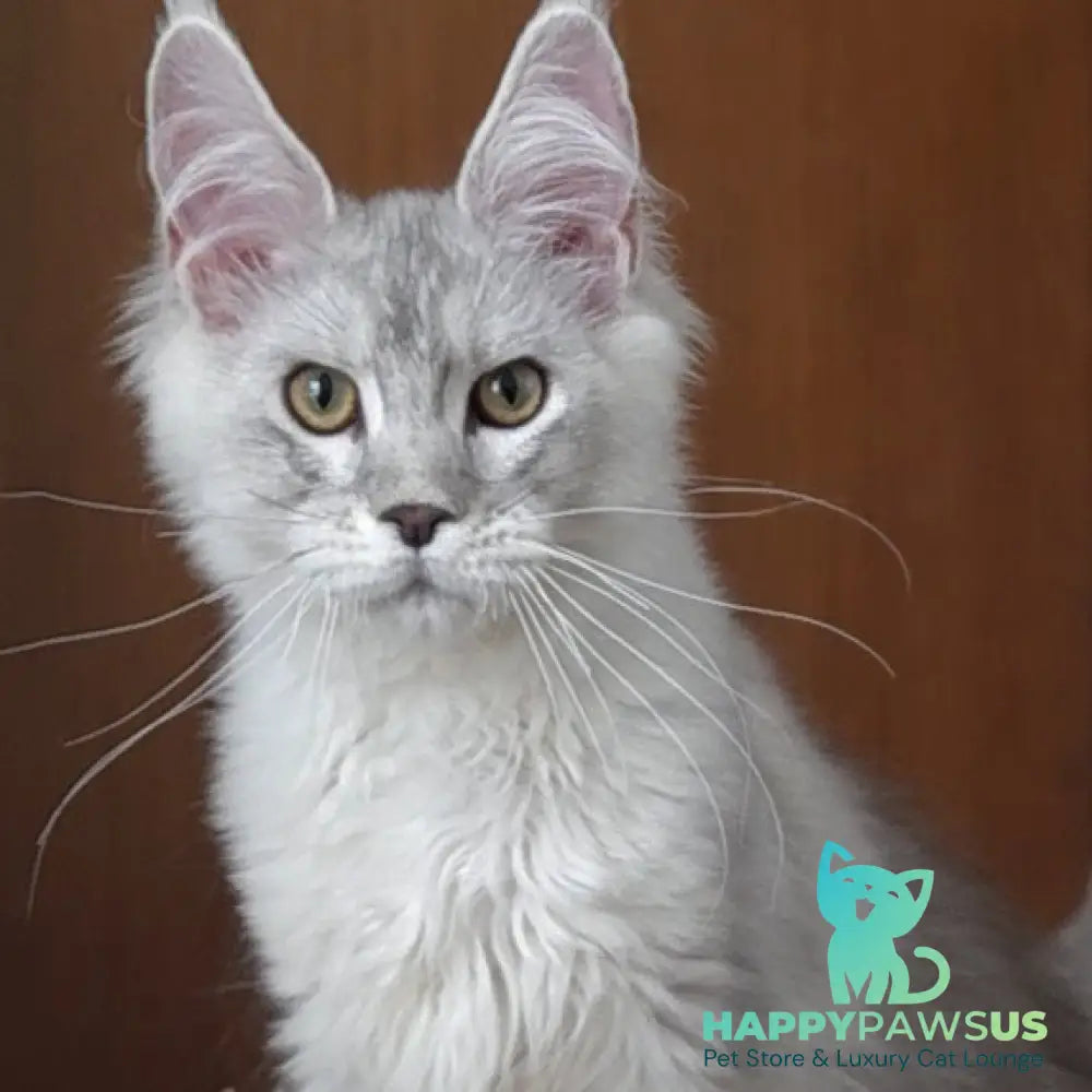 Jasper Maine Coon male blue silver ticked tabby - live animals