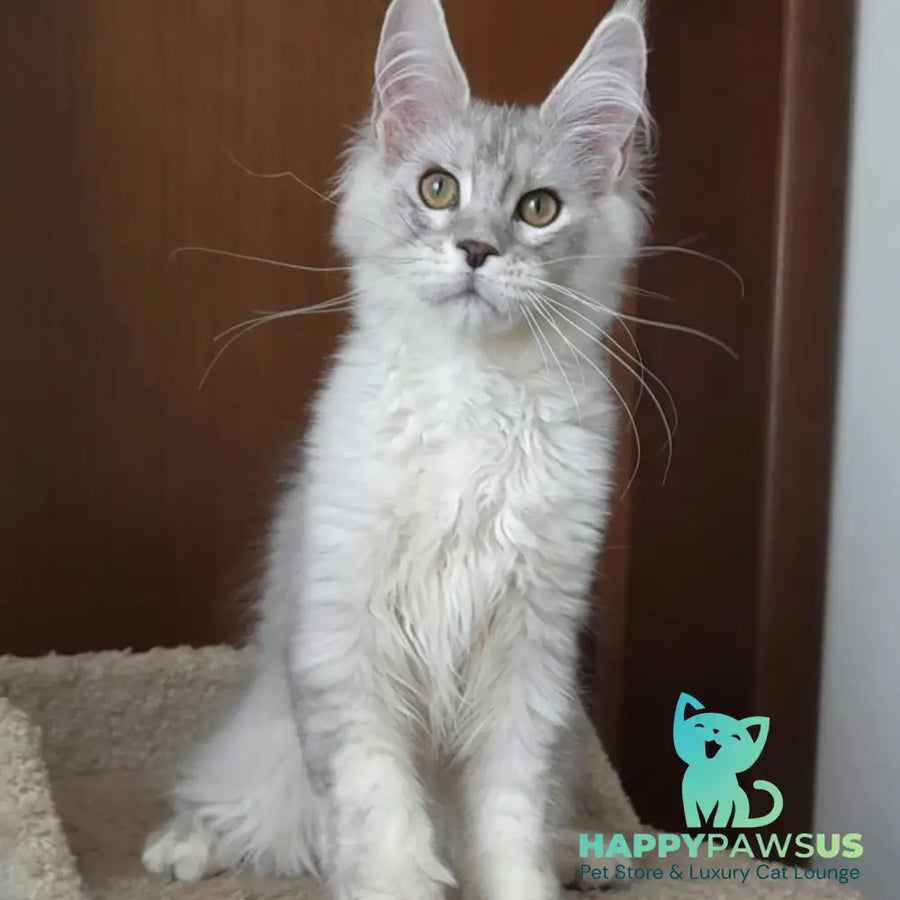 Jasper Maine Coon male blue silver ticked tabby - live animals