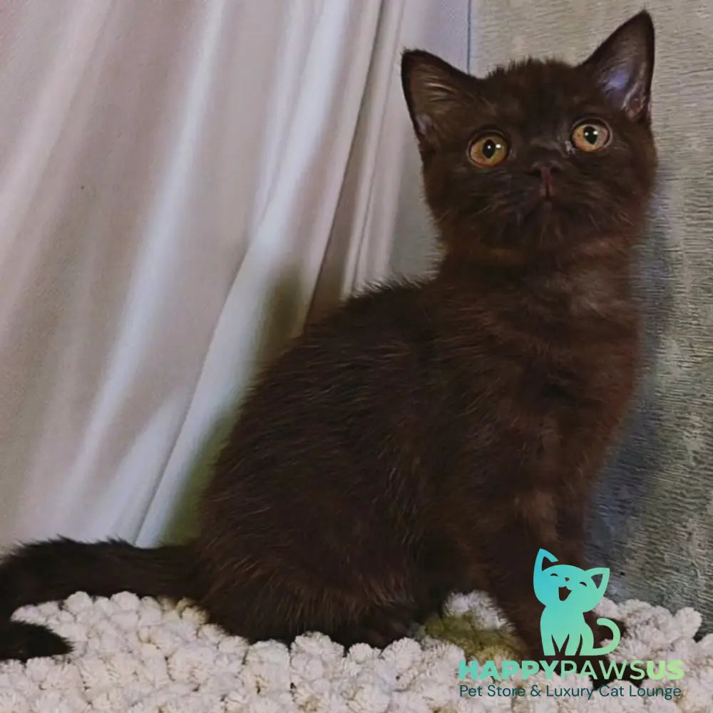 Jasper Scottish Fold male chocolate - live animals